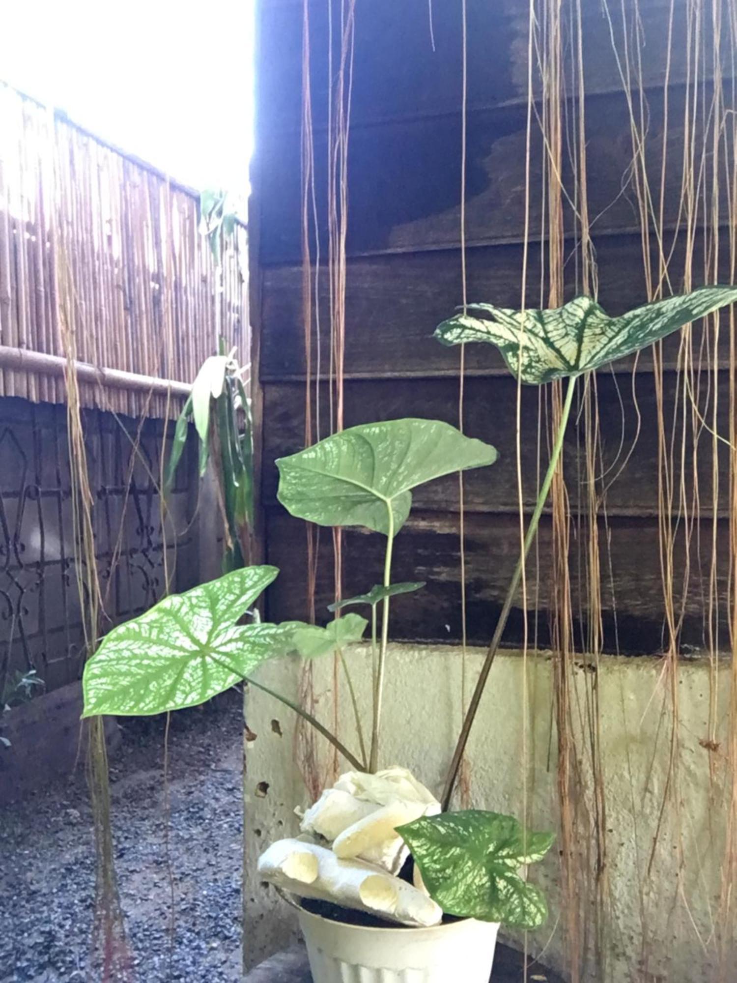 Imchai Pai Luaran gambar
